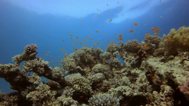 Escena de coral de arrecife — Vídeos de Stock