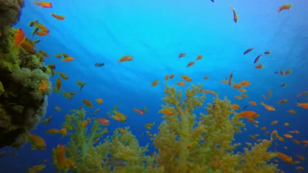 Brócoli de Coral Suave y Peces Coloridos — Vídeo de stock