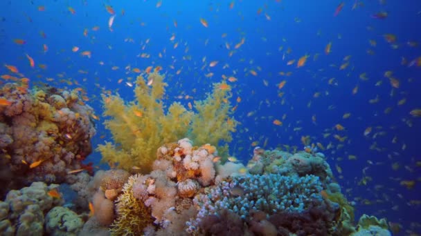 Brócoli de Coral Suave y Peces Coloridos — Vídeo de stock