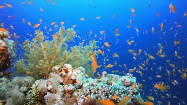 Pesce di sfondo tropicale — Video Stock