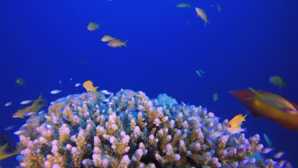 Trópusi kék zöld Chromis hal — Stock videók