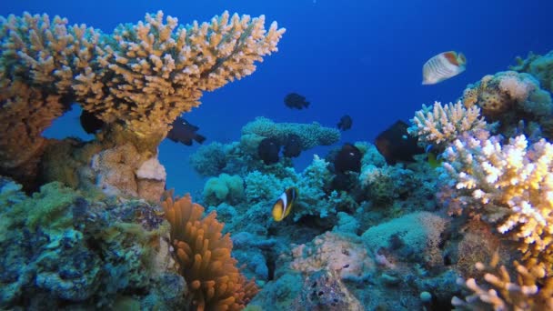 Peces payaso tropical y anémona marina — Vídeos de Stock