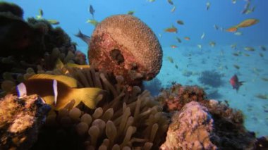 Tropikal Renkli Palyaço-balık