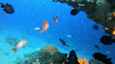 Tropikal Renkli Sualtı Deniz Manzarası