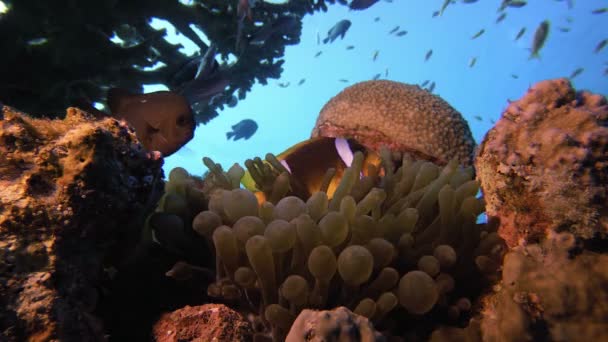 Peixe-palhaço tropical e anêmona marinha — Vídeo de Stock