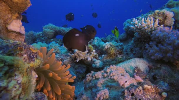 Pez payaso tropical y anémona marina — Vídeos de Stock