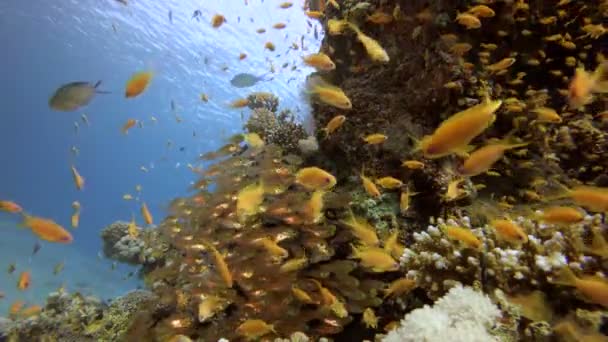 Poissons tropicaux colorés et poissons en verre — Video