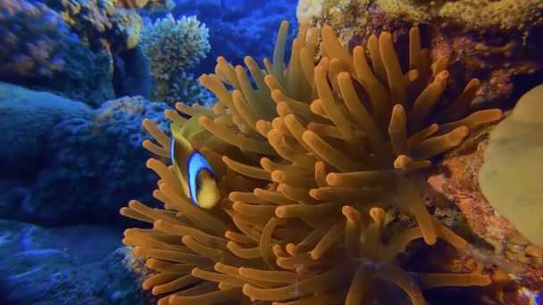 Pesce pagliaccio colorato tropicale — Video Stock