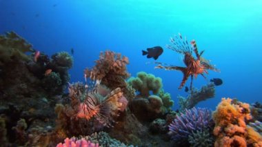 Tropikal Renkli Aslan Balığı