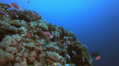 Tropikal Mercan Resifi