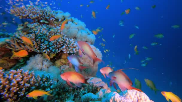 Tropische kleurrijke onderwater zeegezicht — Stockvideo