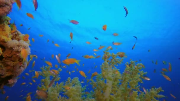 Тропічний барвистий підводний морський пейзаж — стокове відео