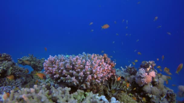 Тропический Коралловый сад — стоковое видео