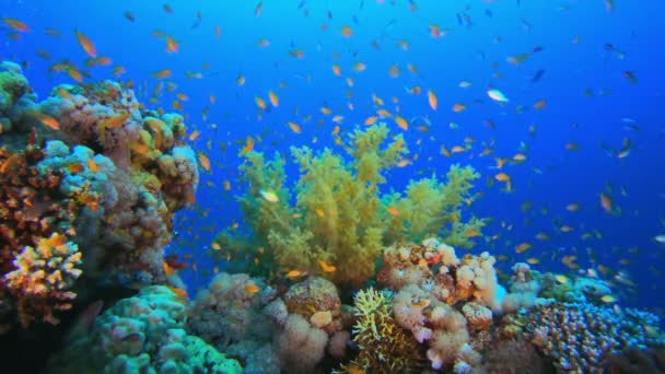 Tropisk fargerikt undervannsbasseng – stockvideo