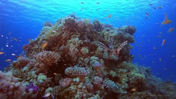 Tropikal Mercan Resifi ve Aslan-balık — Stok video