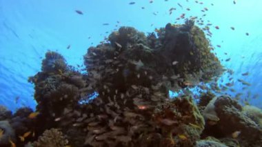 Tropikal Cam-Balık Deniz Manzarası