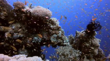 Tropik Sualtı Görünümü