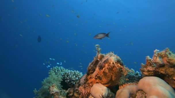 Tropikal Flathead Akrep-balık — Stok video
