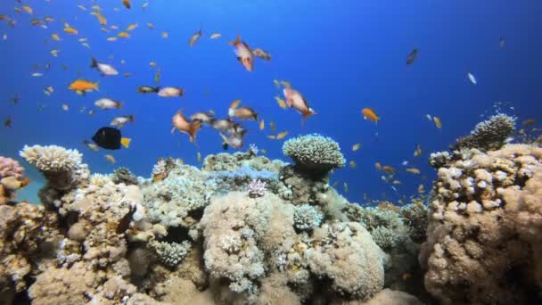 Tropikal Mercan Resifleri — Stok video