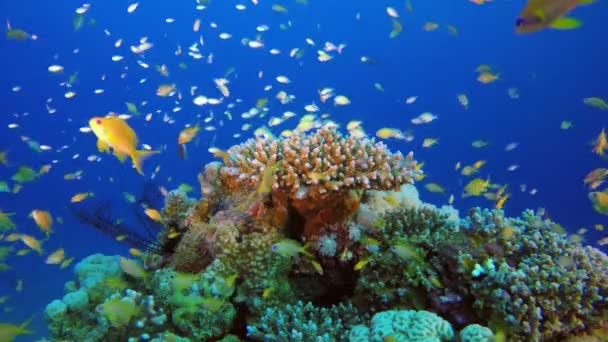 Тропическая подводная сине-зелёная рыба — стоковое видео