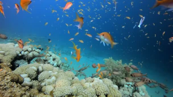 Peces marinos tropicales submarinos — Vídeo de stock