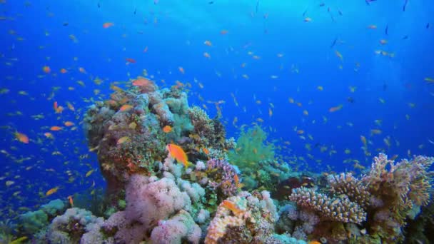 Vista subaquática tropical — Vídeo de Stock