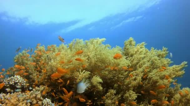 아름다운 해저 풍경 — 비디오