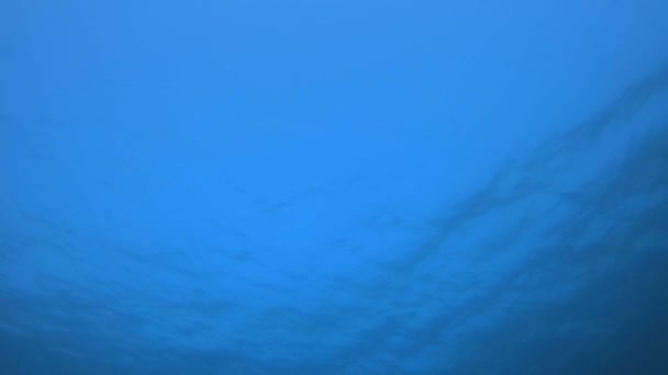 Подводный синий фон — стоковое видео