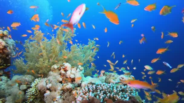 Onderwater achtergrond wereld — Stockvideo