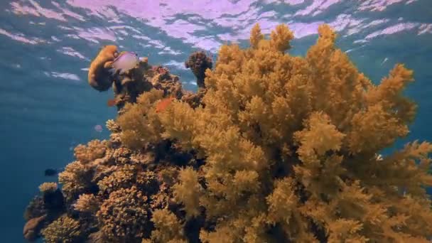 Sous-marin beau corail doux — Video