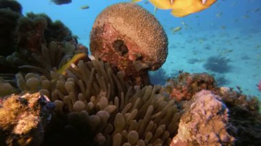 Sualtı Palyaço-balık