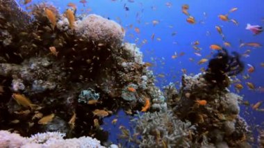 Sualtı Renkli Manzara