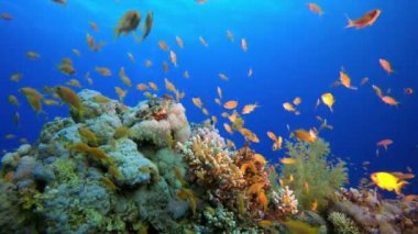 Sualtı Renkli Manzara