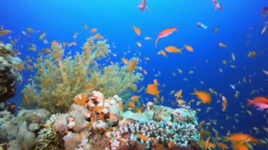 Sualtı Renkli Arka Plan