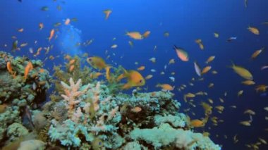 Su altı Mercan Kayalıkları Denizcisi