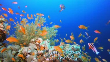 Sualtı Mutlu Portakal Balık