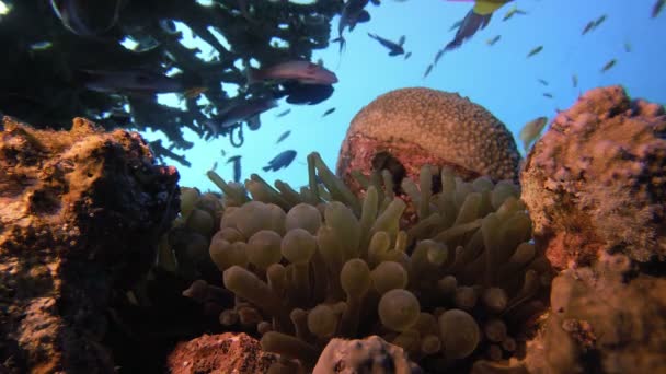 Onderwater clown-vis en zee anemonen — Stockvideo