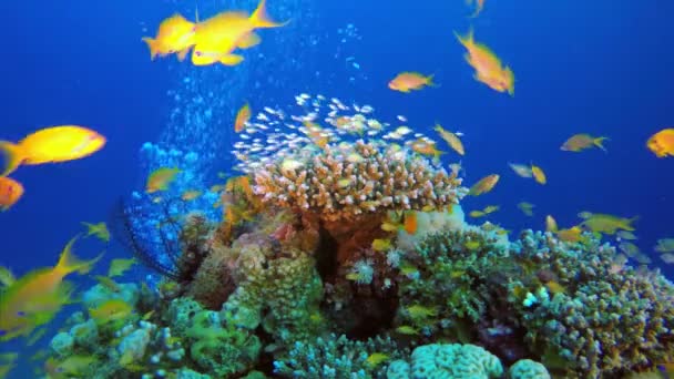 Bajo el agua azul-verde y peces de colores — Vídeos de Stock