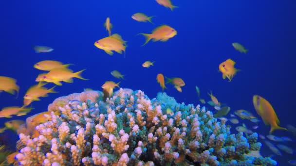 Underwater färgglada blå-grön fisk — Stockvideo