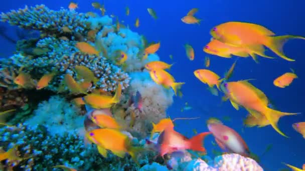 Подводные красочные рыбы — стоковое видео