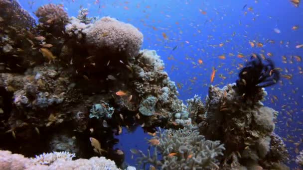 Recifes coloridos subaquáticos — Vídeo de Stock