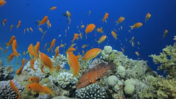 Під водою барвисті тропічні риби — стокове відео
