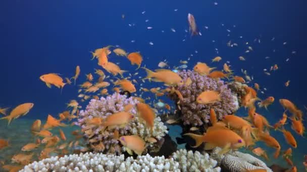 Paisagem subaquática colorida — Vídeo de Stock