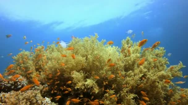 Coral macio colorido subaquático — Vídeo de Stock