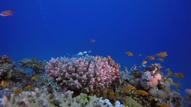 해저 산호 정원 — 비디오