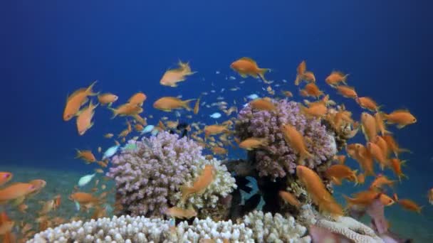 Pod vodou šťastná oranžová ryba — Stock video