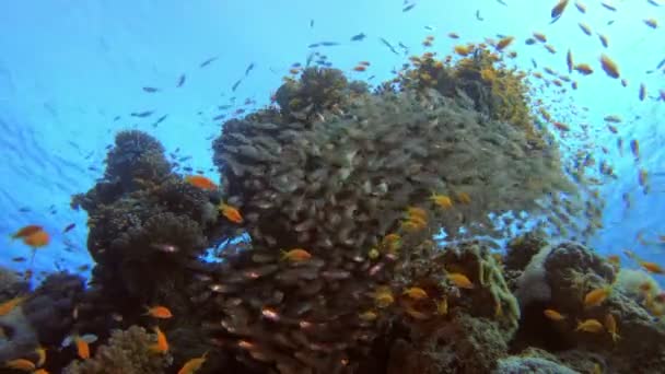 Underwater Glass-Fish Scene — Stock Video