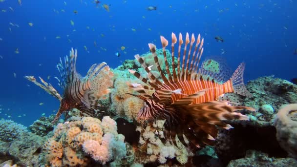 Récif corallien tropical poisson-lion sous-marin — Video