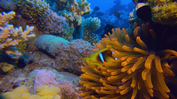 Undervattens Röd Anemon och clown-fisk — Stockvideo