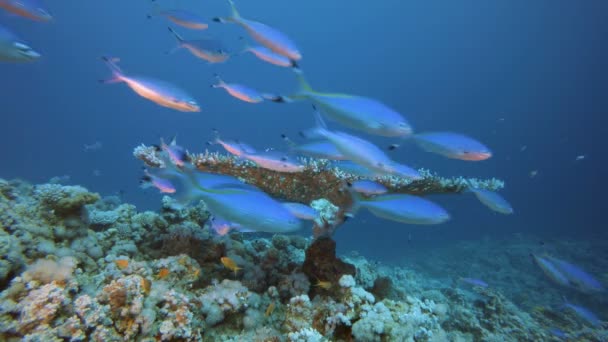 Scena di corallo della barriera corallina subacquea — Video Stock
